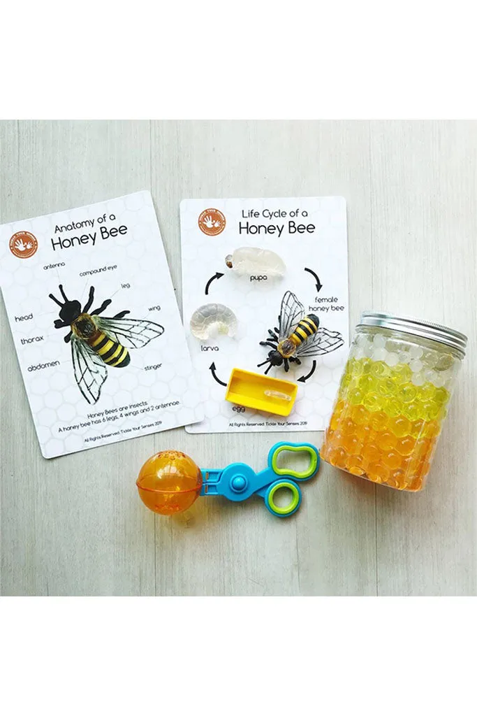 Honey Bee Life Cycle Learning Kit